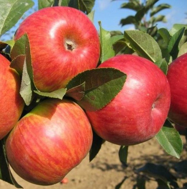 Manzana Pinova Bio