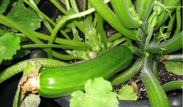 Calabacín Huerto Bio