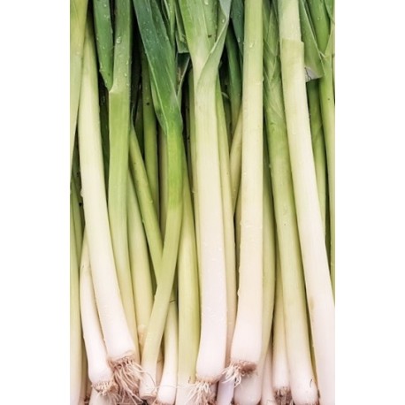 Puerro Bio