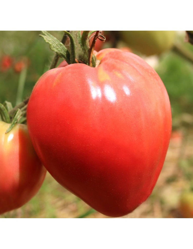 Tomate Corazón de Buey Bio