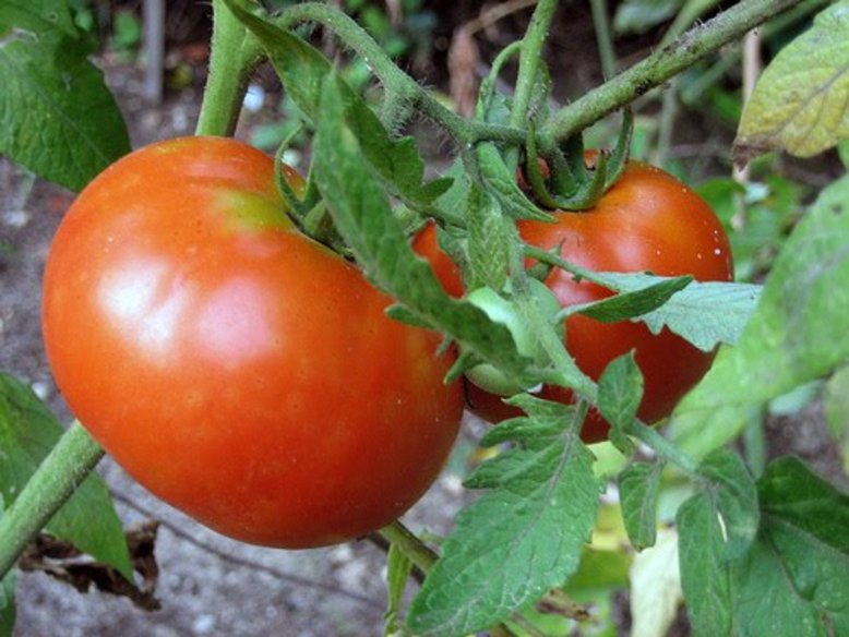 Tomate Huerto Bio