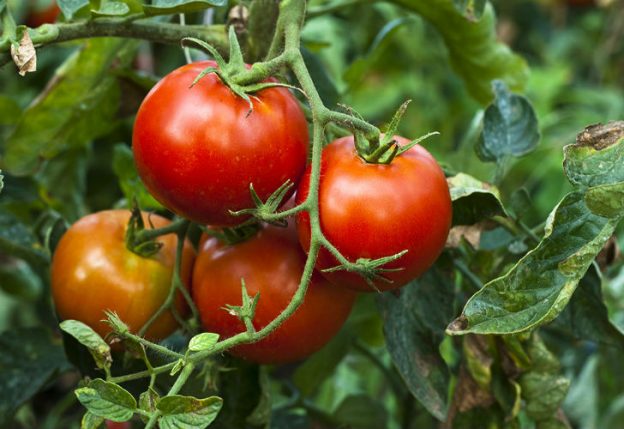 Tomate de Colgar de Huerto