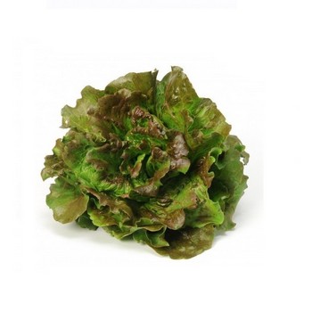 Lechuga Maravilla Bio
