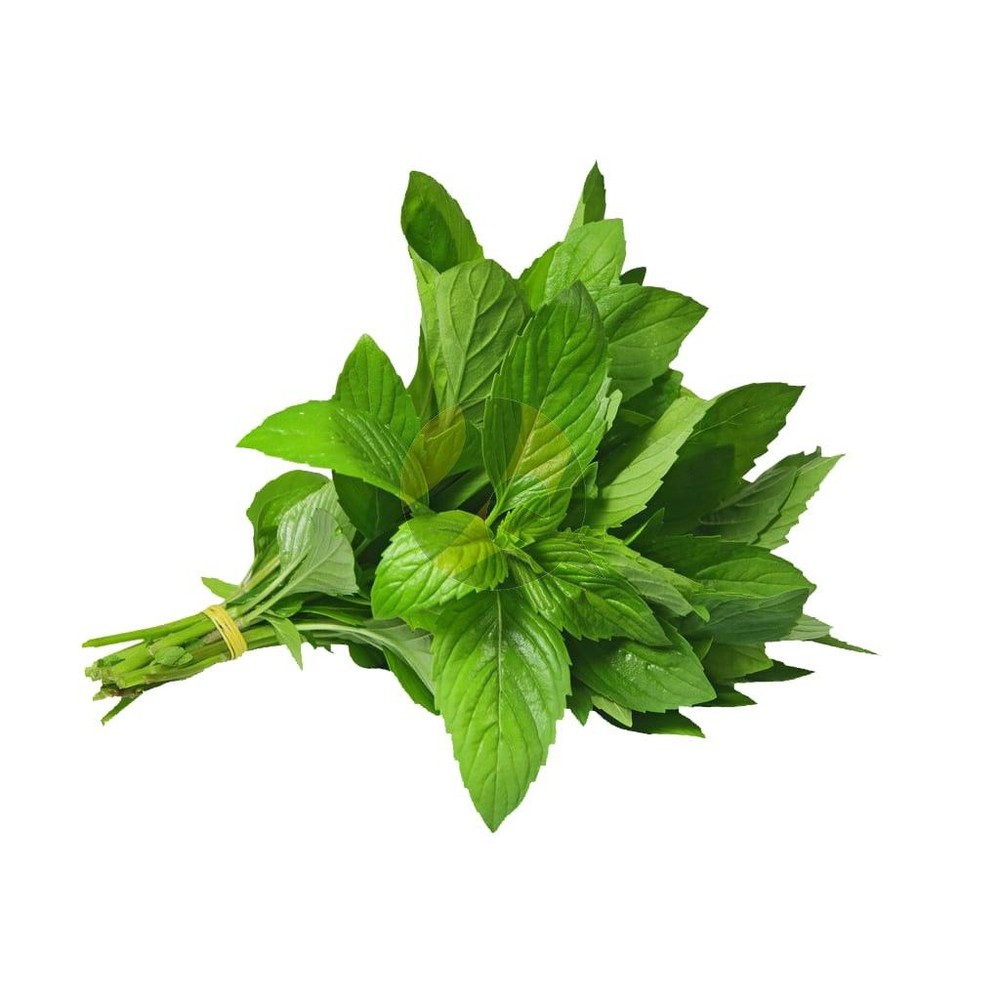 Menta Manojo Bio