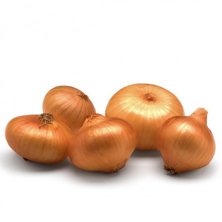Cebollita Ristra