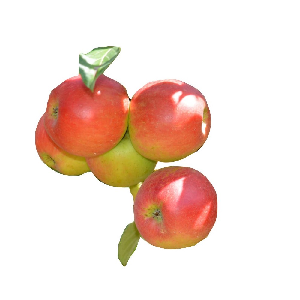 Manzana Montañesa