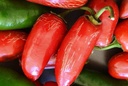 Jalapeño Rojo
