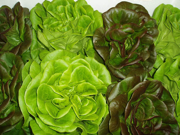 Lechuga Viva