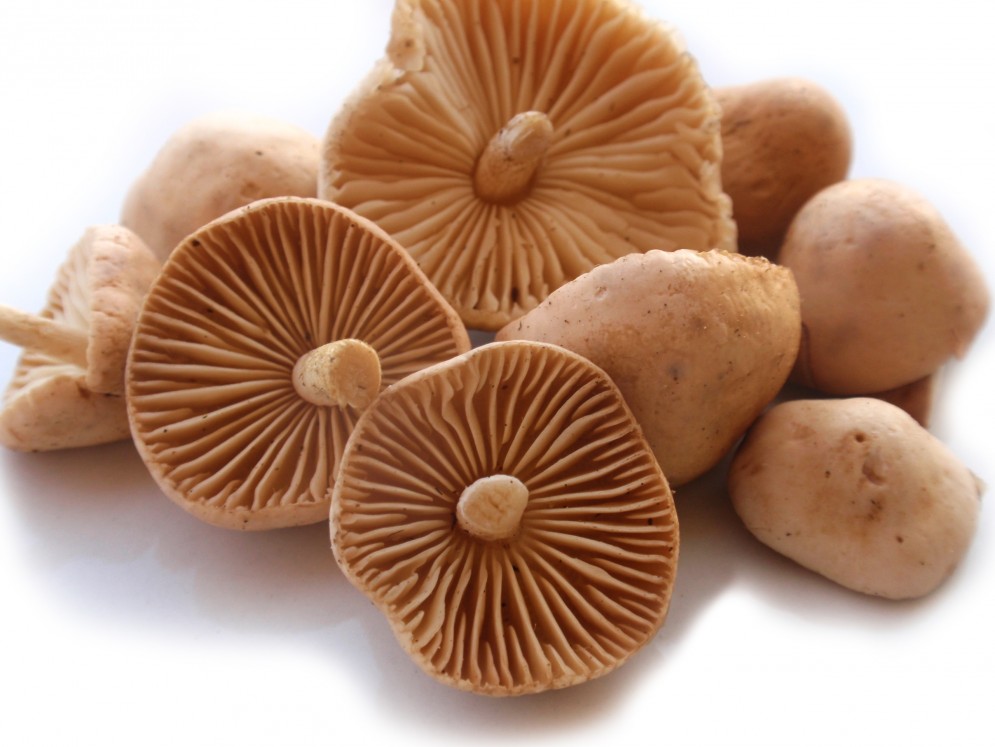 Seta Muixardon (Calocybe gambosa) - Granel