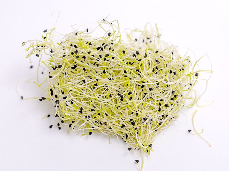 Germinado de Cebolla