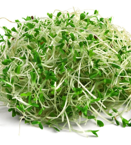 Germinado de Alfalfa