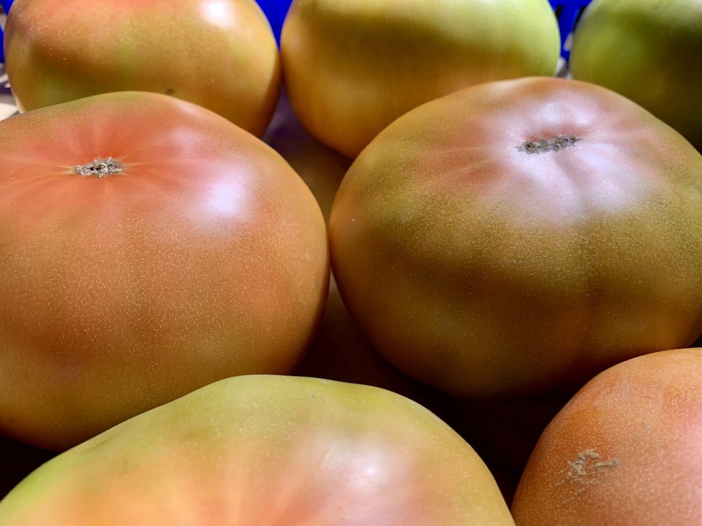 Tomate Tip Top