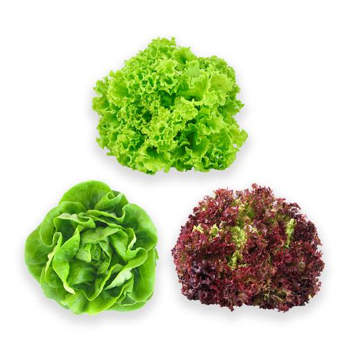 Lechuga Mixta