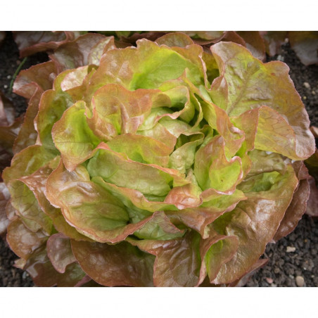 Lechuga Huerto