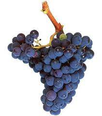 Uva Garnacha