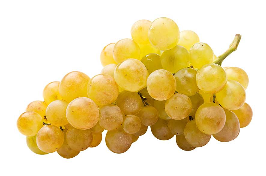 Uva Moscatel