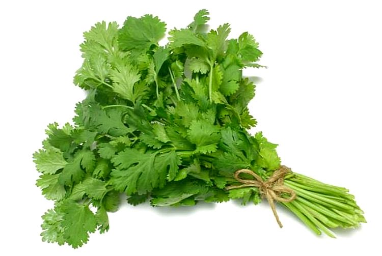 Cilantro Fresco en Manojo