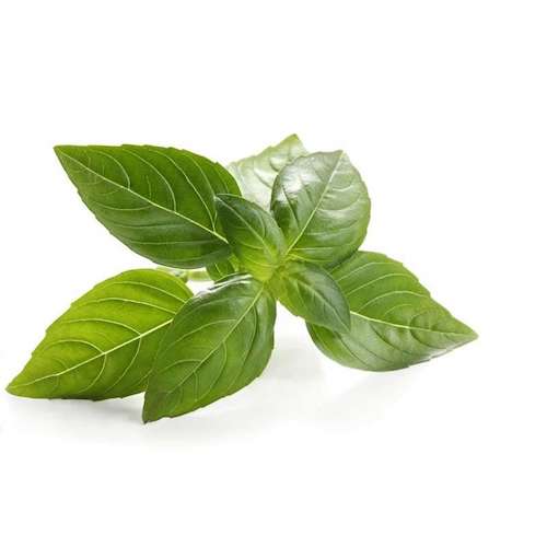 Albahaca Fresca Manojo