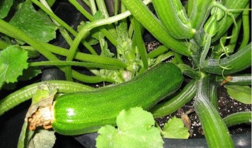[2303] Calabacín Huerto Bio