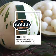 [950] Melón Abuelo