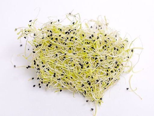 [176] Germinado de Cebolla