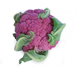 [125] Coliflor Morada