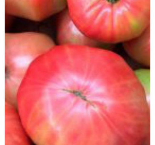 [99] Tomate Rosa Verano