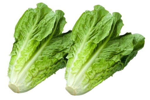 [87] Lechuga Romana embolsada