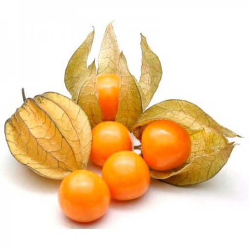 [15] Physalis