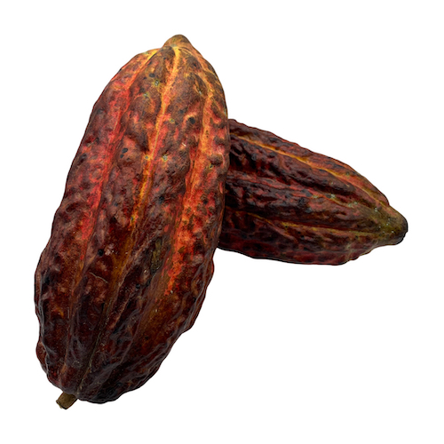[4063] Cacao Fresco